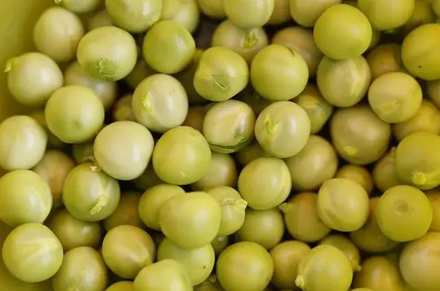 Czy pies może jeść groszek? Bezpieczne wskazówki i potencjalne ryzyko