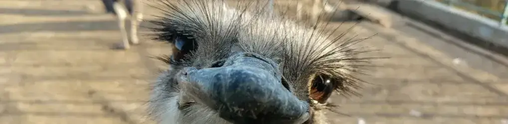 Hodowla strusi jak zacząć - kluczowe kroki i najczęstsze błędy