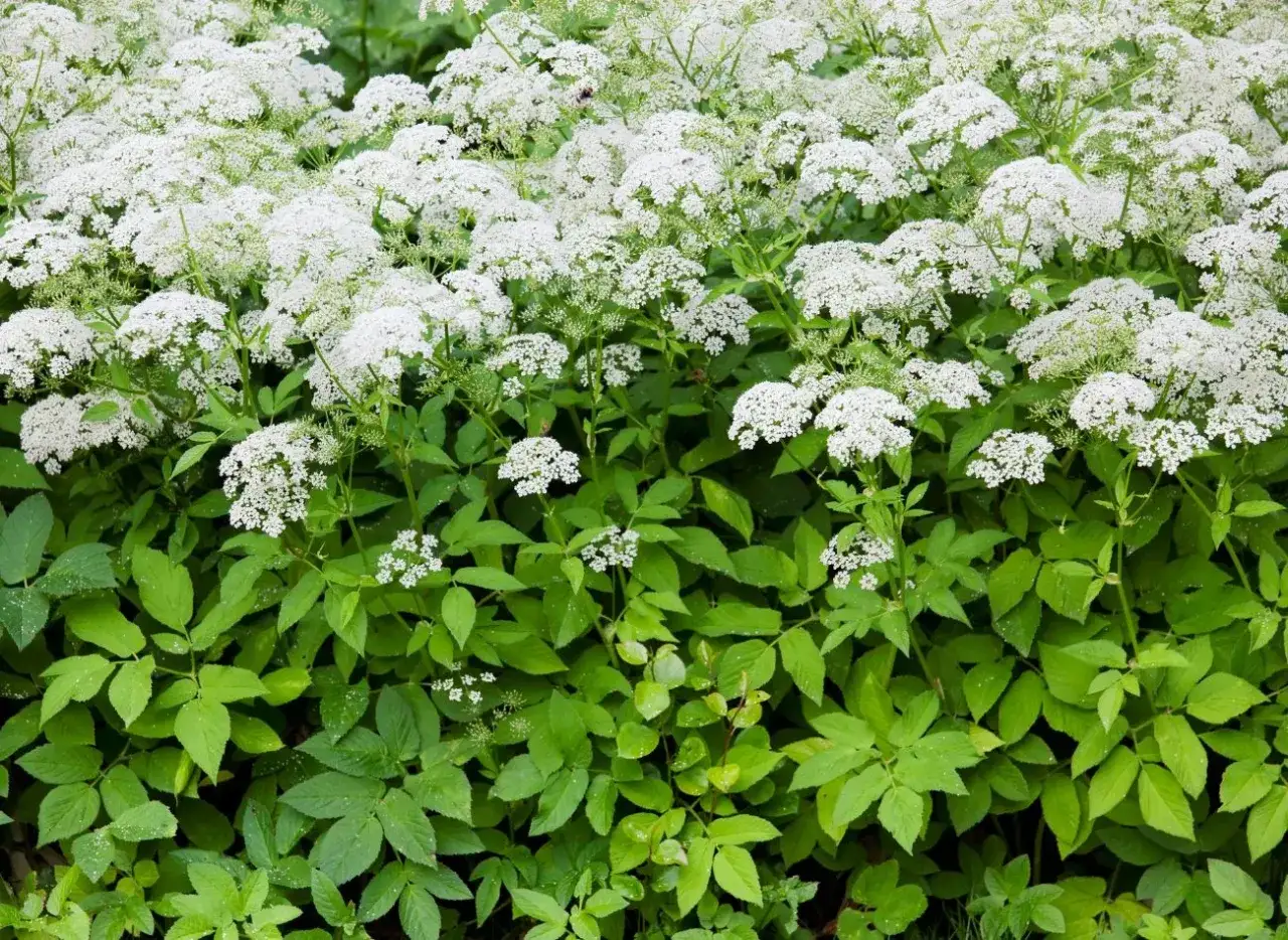 Chwasty rozłogowe: Zwalcz perz i podagrycznik! Ogród bez inwazji