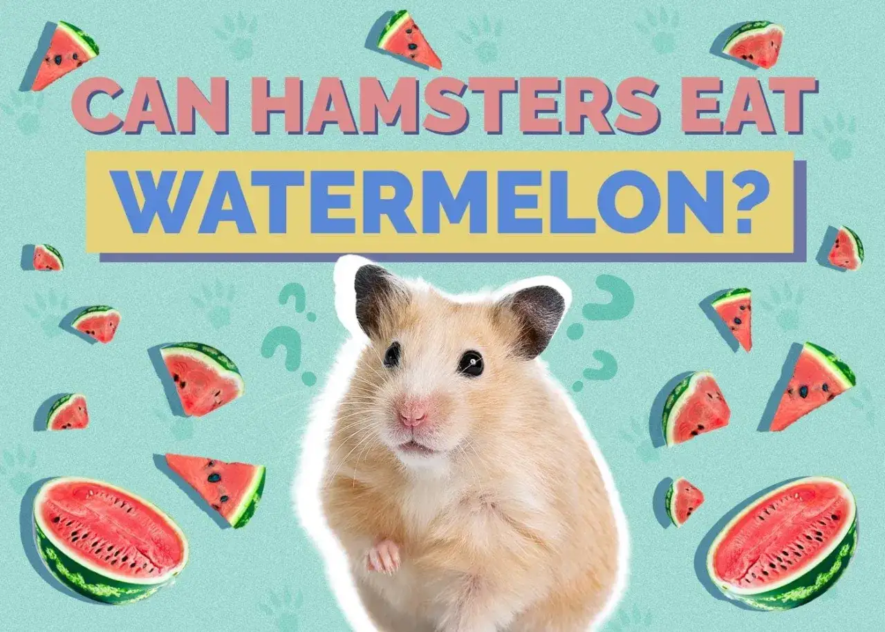 Czy chomiki mogą jeść arbuza? Słodki chomik otoczony kawałkami soczystego arbuza, z pytajnikami wokół, sugeruje rozważenie tej kwestii.