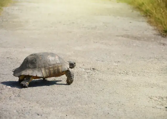 Co je żółw grecki? Poznaj jego dietę, habitat i pielęgnację