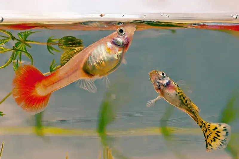 Czym karmić gupiki? Odkryj najlepsze pokarmy dla zdrowia ryb