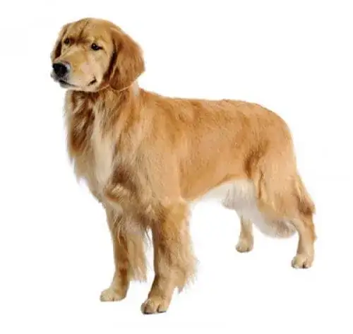 Czy golden retriever ma włosy czy sierść? Odkryj prawdę o jego futrze