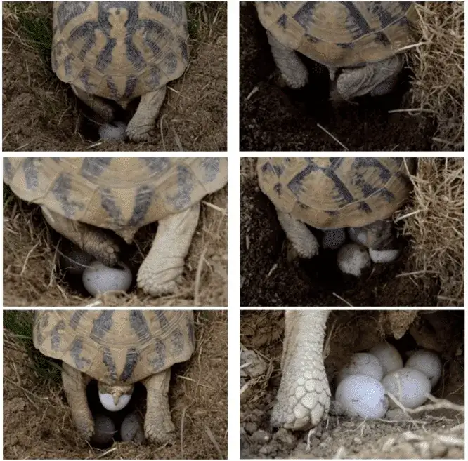 Jak żółwie się rozmnażają? Odkryj fascynujący proces ich życia