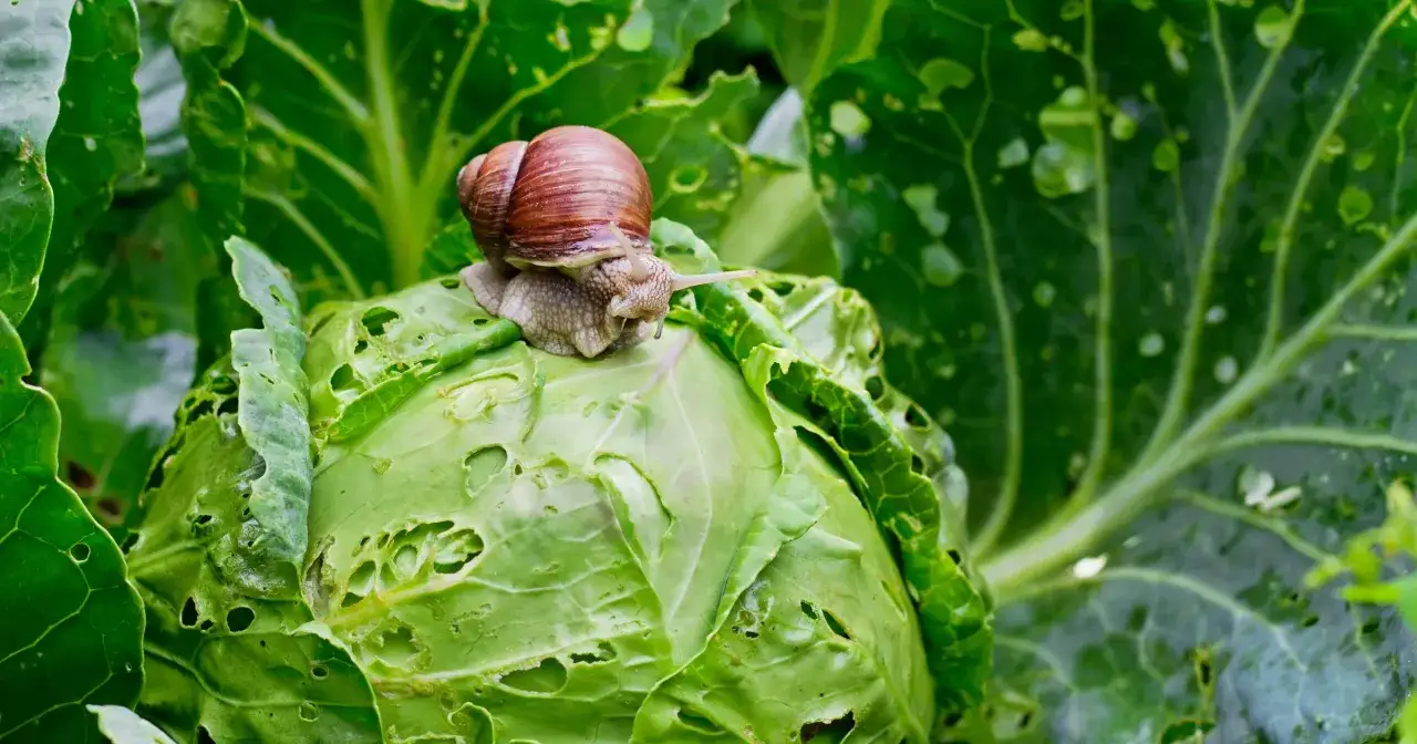 Jak stosować preparat na ślimaki? Bezpieczny i skuteczny ogród!