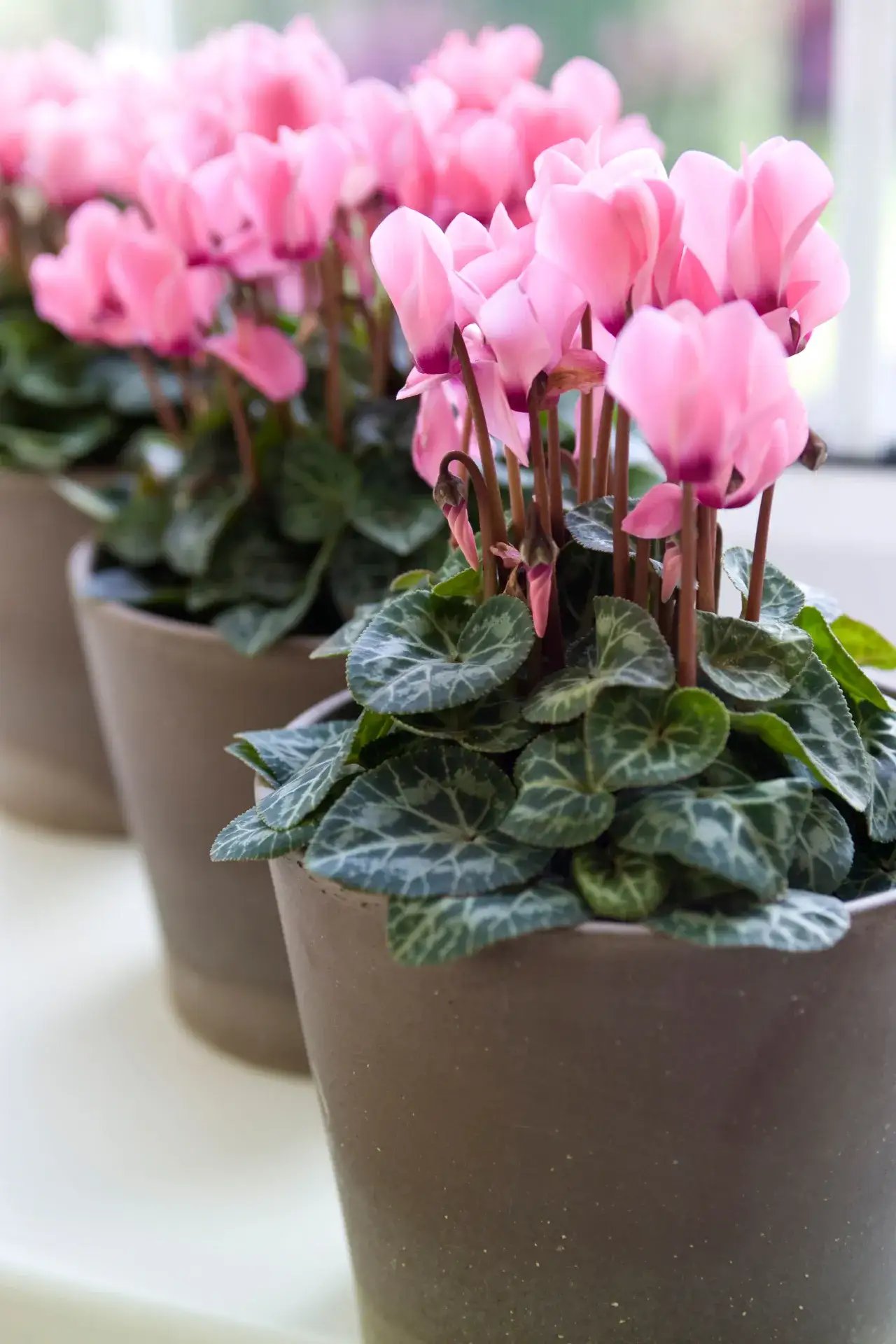 Kwiaty, które przynoszą szczęście i pieniądze – sprawdzone rośliny na pomyślność