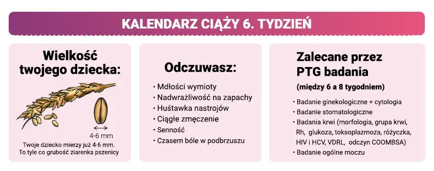 W którym tygodniu ciąży do lekarza? Twój plan pierwszej wizyty