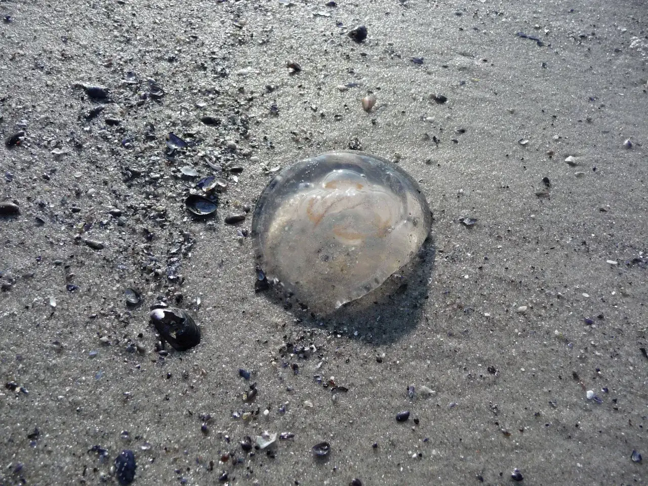 Meduza na piaszczystej plaży, otoczona muszelkami.