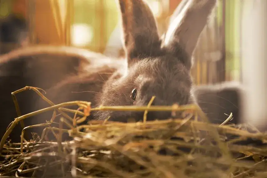 Skuteczne leki na katar u królika – jak pomóc swojemu pupilkowi