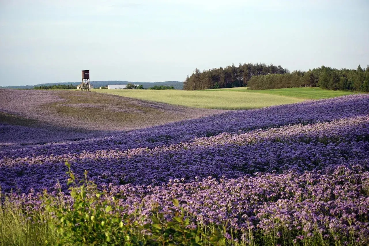 Pole fioletowych kwiatów w Górach Sowich z wieżą widokową w tle.