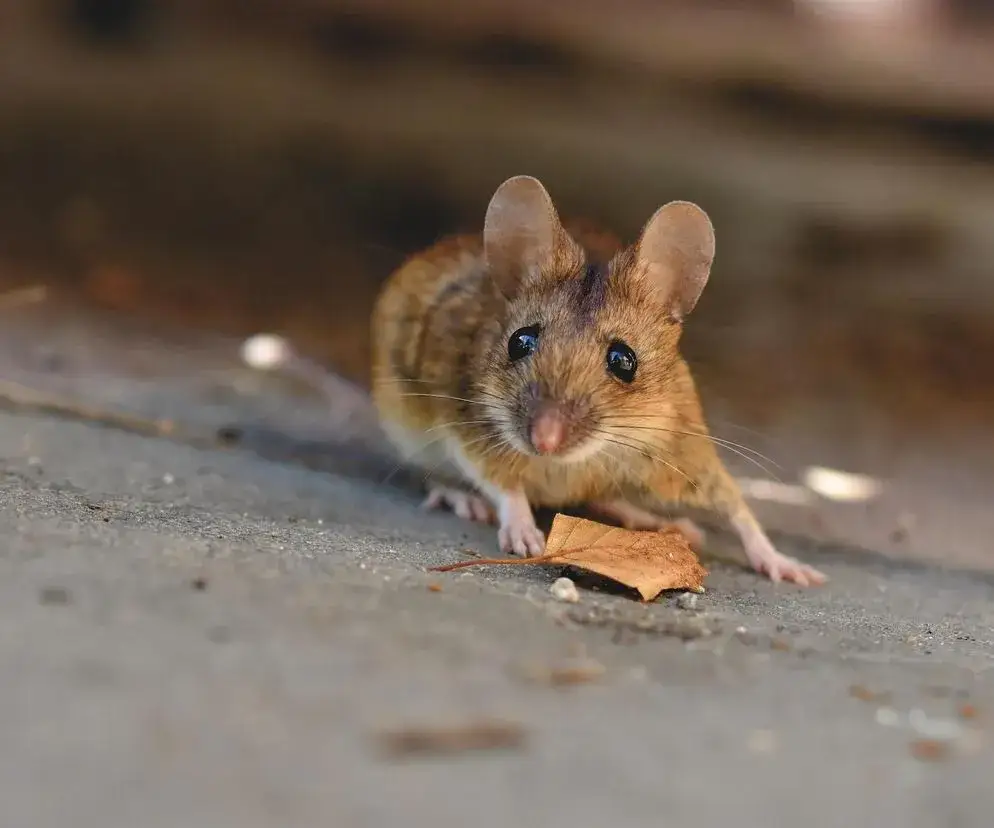 Jak pozbyć się myszy z poddasza - skuteczne i humanitarne metody