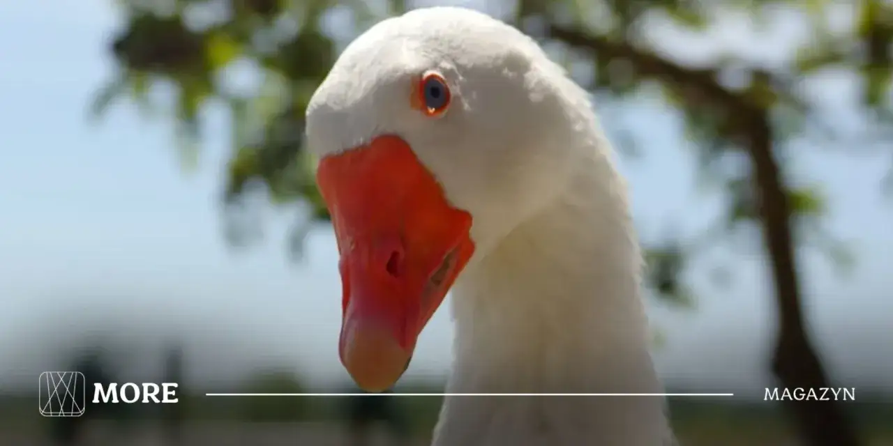 Gęś Pipa: Jak viral z TikToka stworzył pluszowy fenomen?