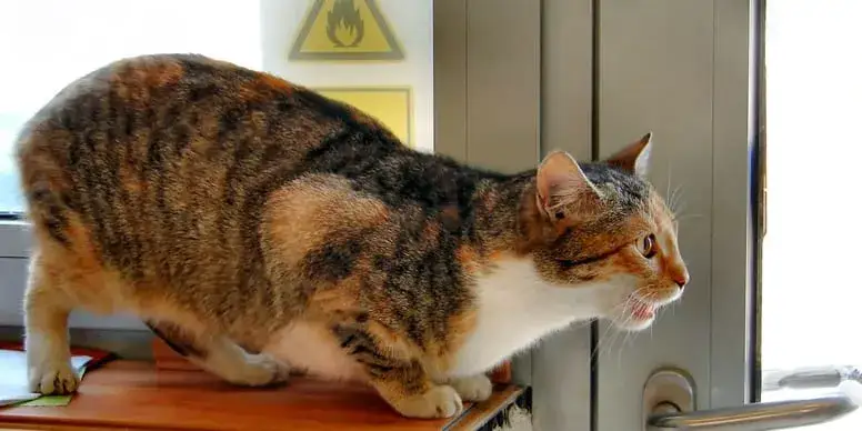 Objawy rujki u kotki - jak rozpoznać, że twoja kotka jest w cieple