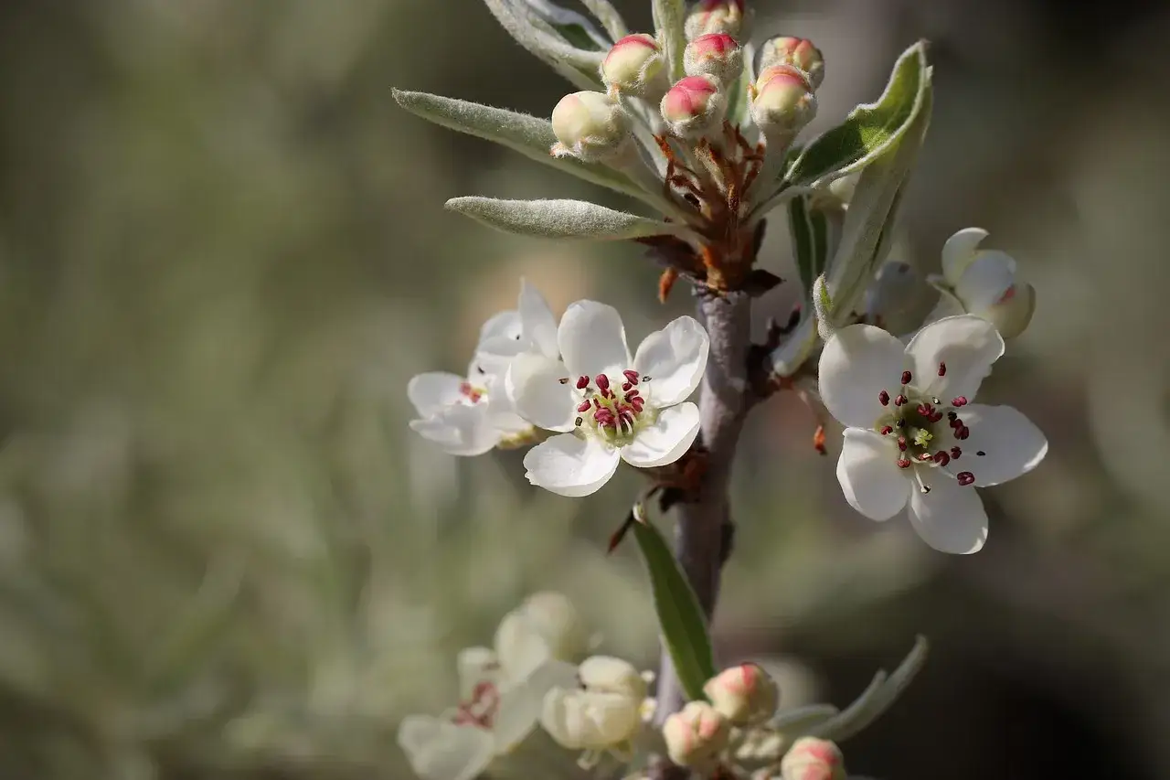 Kiedy kwitnie grusza? Odkryj tajemnice jej pięknego kwitnienia