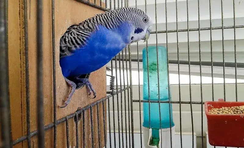 Najlepsze materiały na dno klatki dla papug - skuteczne rozwiązania