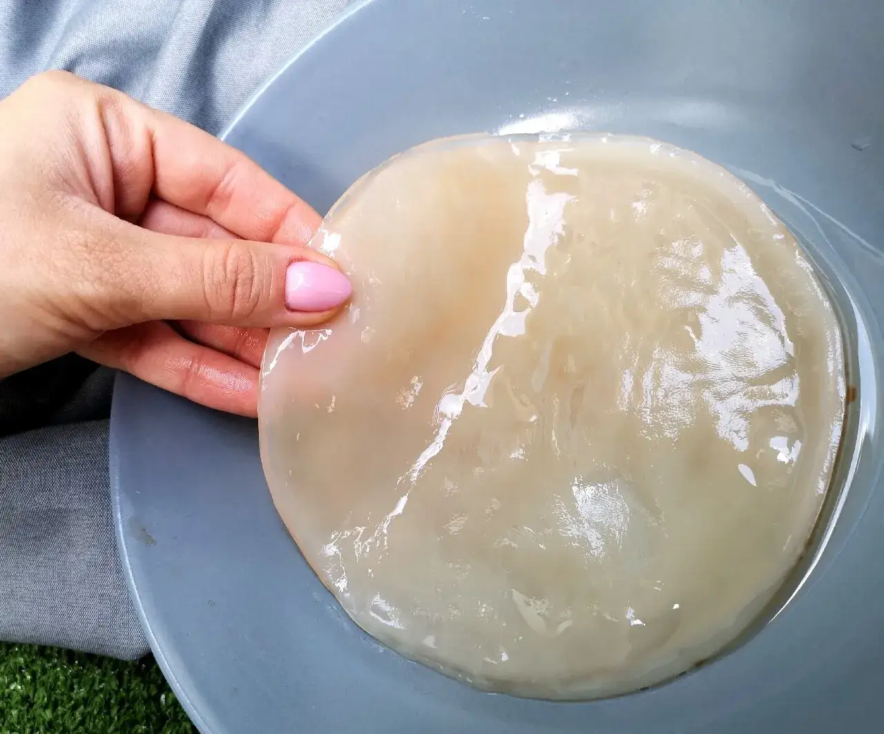 Grzybek kombucha: Gdzie kupić i jak rozpoznać zdrowy SCOBY?