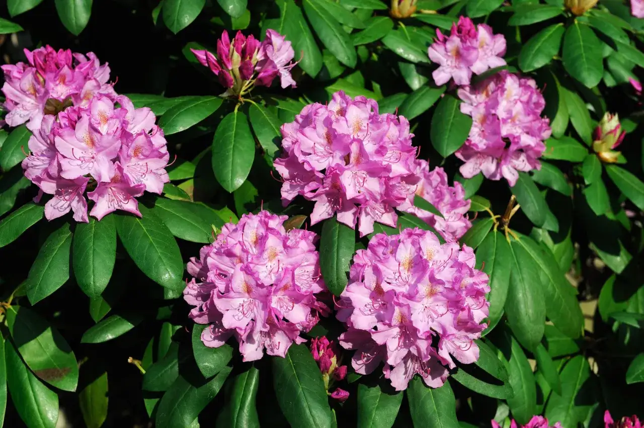 Kiedy sadzić azalie i rododendrony, aby uniknąć błędów w ogrodzie?