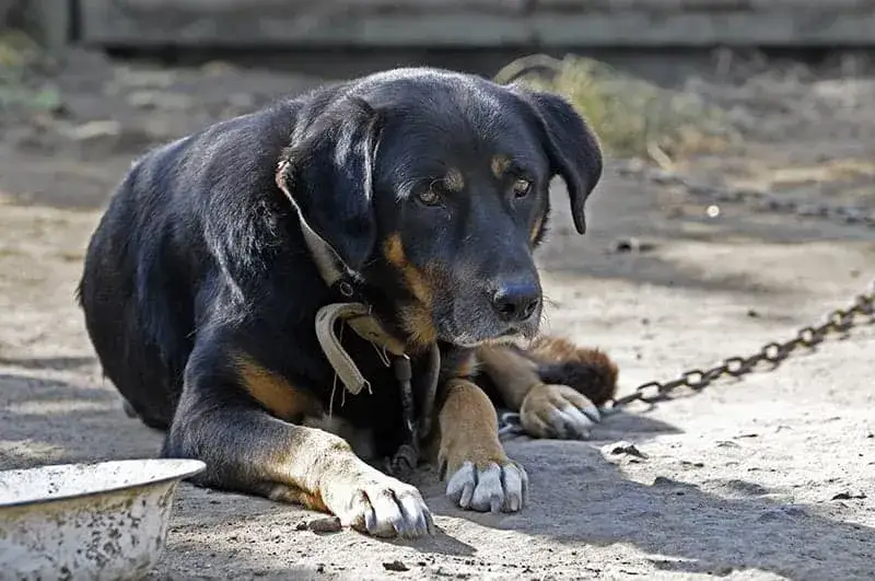 Ile powinien mieć łańcuch dla psa, aby zapewnić mu komfort i bezpieczeństwo?