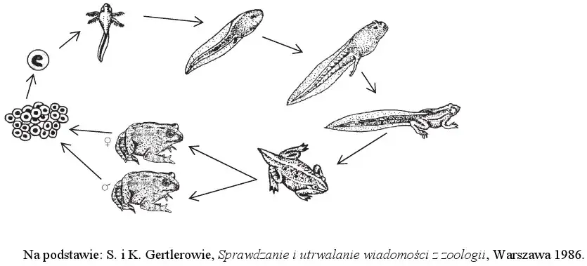 Jak rozmnażają się ropuchy - zaskakujące etapy ich życia i rozwoju