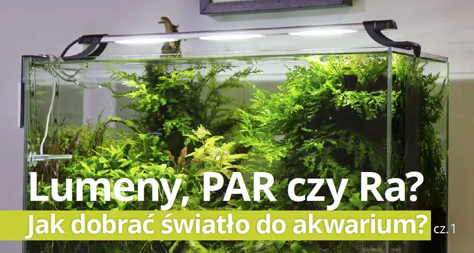Jaką barwę światła wybrać do akwarium, aby rośliny rosły lepiej?
