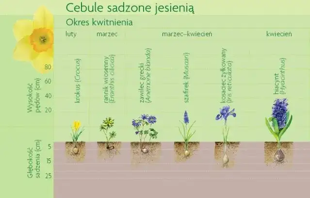 Jesienne sadzenie kwiatów: Poradnik po bylinach i cebulach