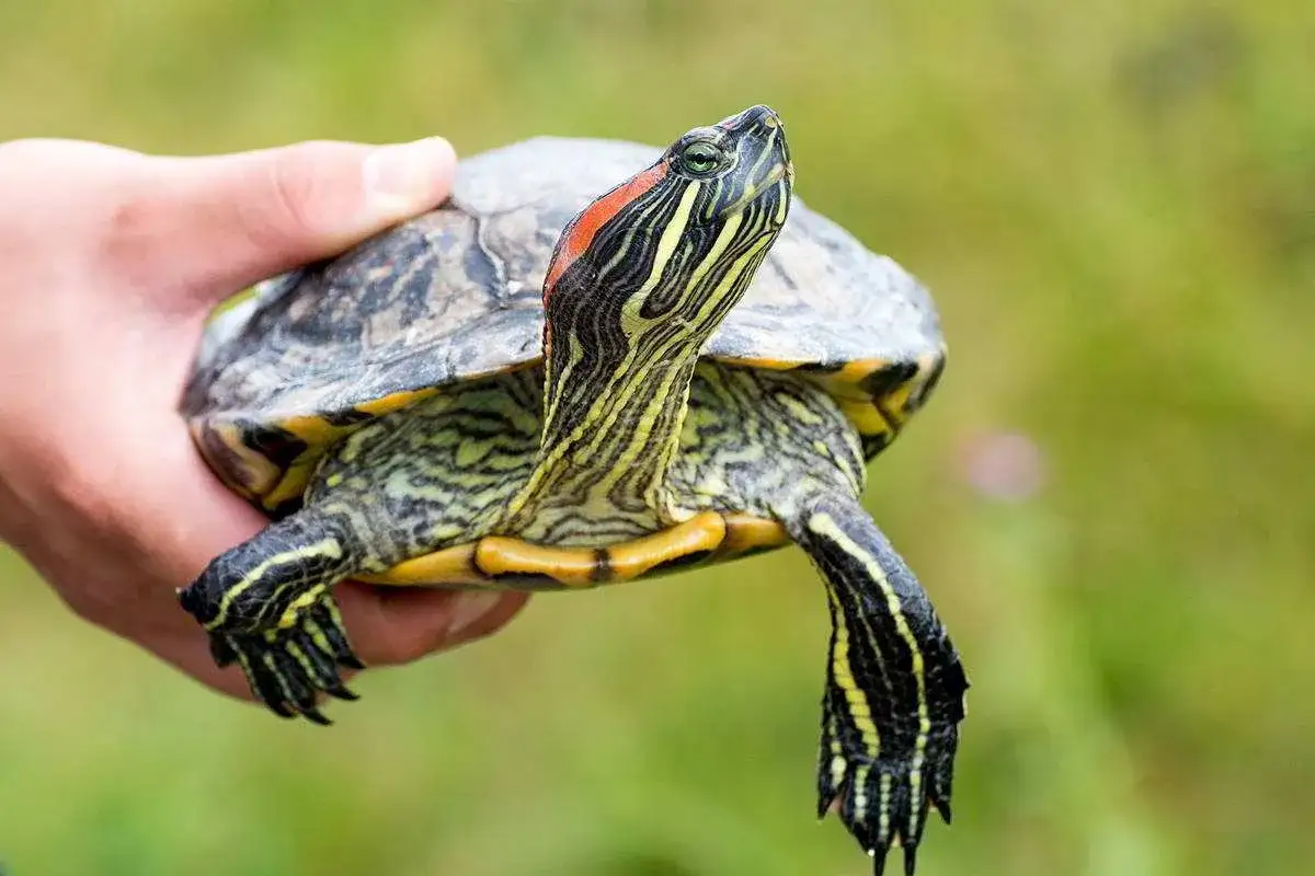 Żółwie w Polsce: błotny czy czerwonolicy? Rozpoznaj i pomóż!