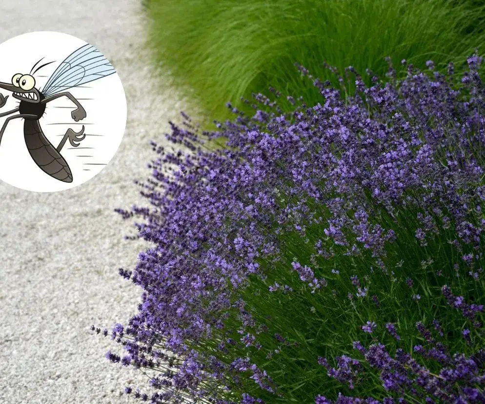 Naturalne sposoby na odstraszanie komarów w ogrodzie, które naprawdę działają