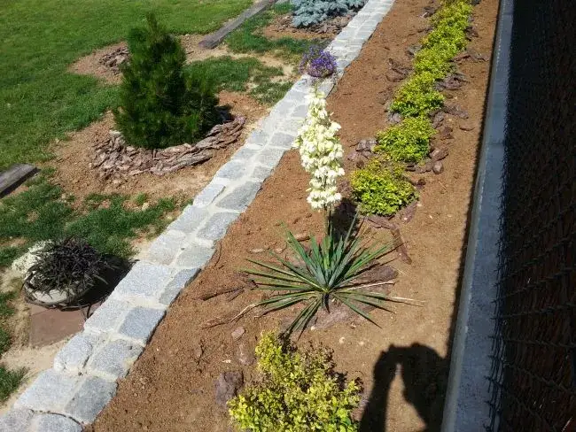 Juka ogrodowa: Jakie podłoże wybrać? Sekret zdrowych korzeni