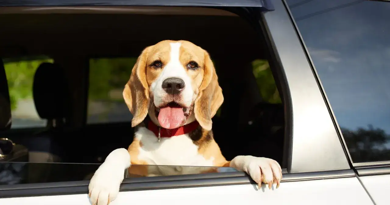 Wesoły pies rasy beagle wychyla łeb przez okno samochodu, ciesząc się podróżą.