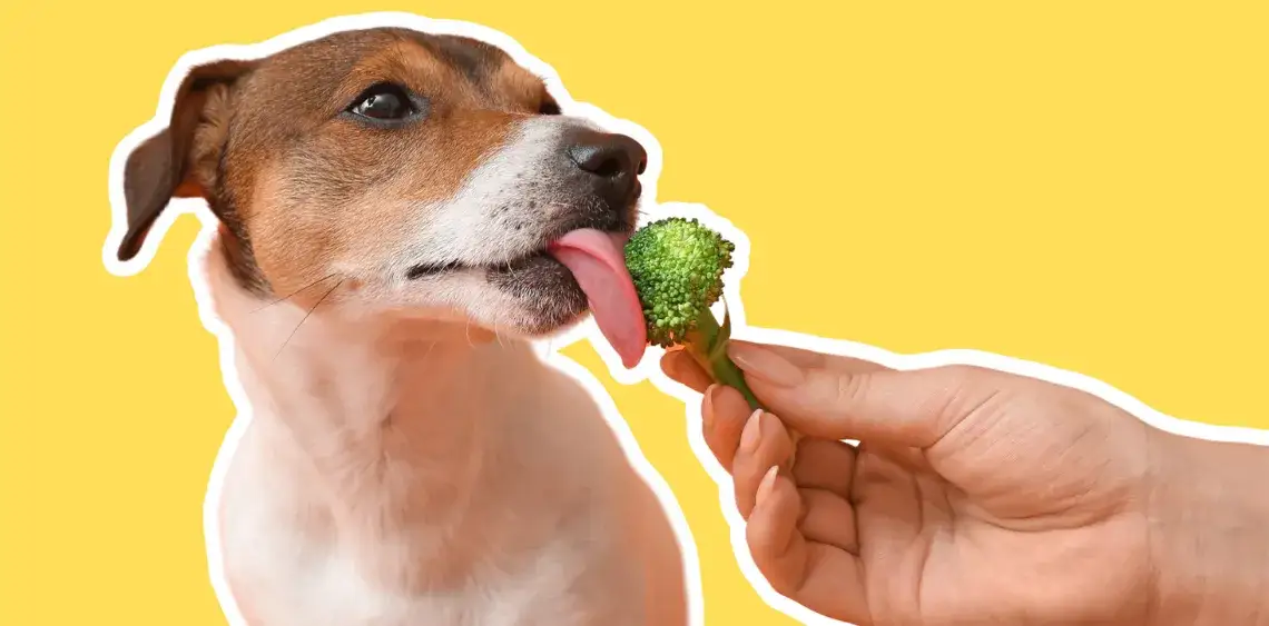 Czy pies może jeść brokuły? Bezpieczne zasady żywienia psów