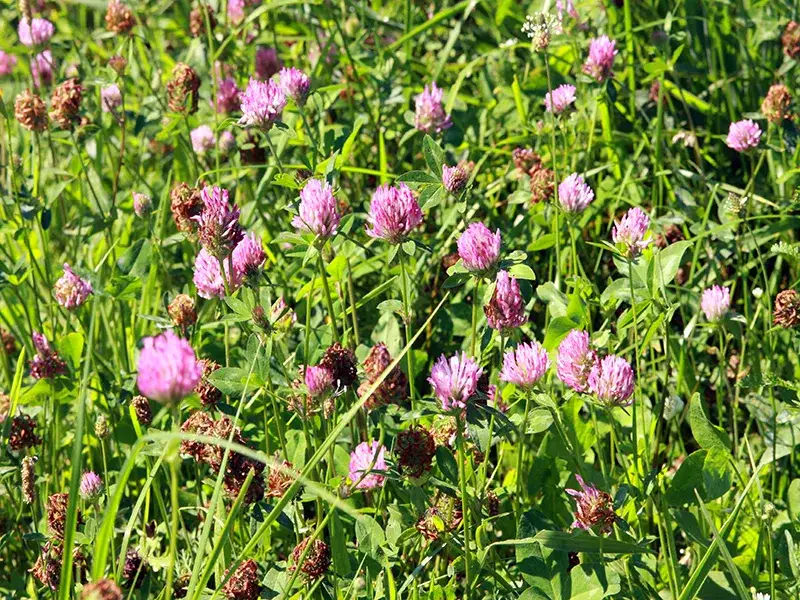 Czerwona koniczyna na trawniku: Jak skutecznie zwalczyć chwast?