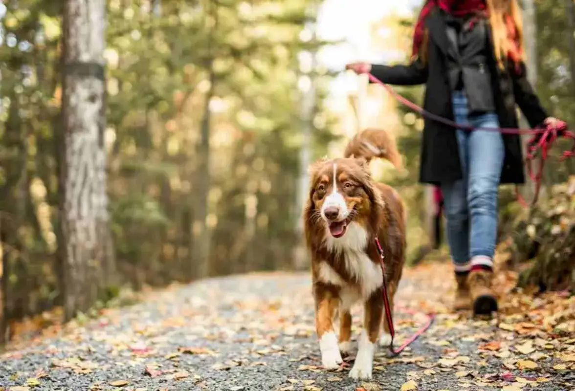 Legendia czy można z psem? Sprawdź zasady wprowadzania zwierząt