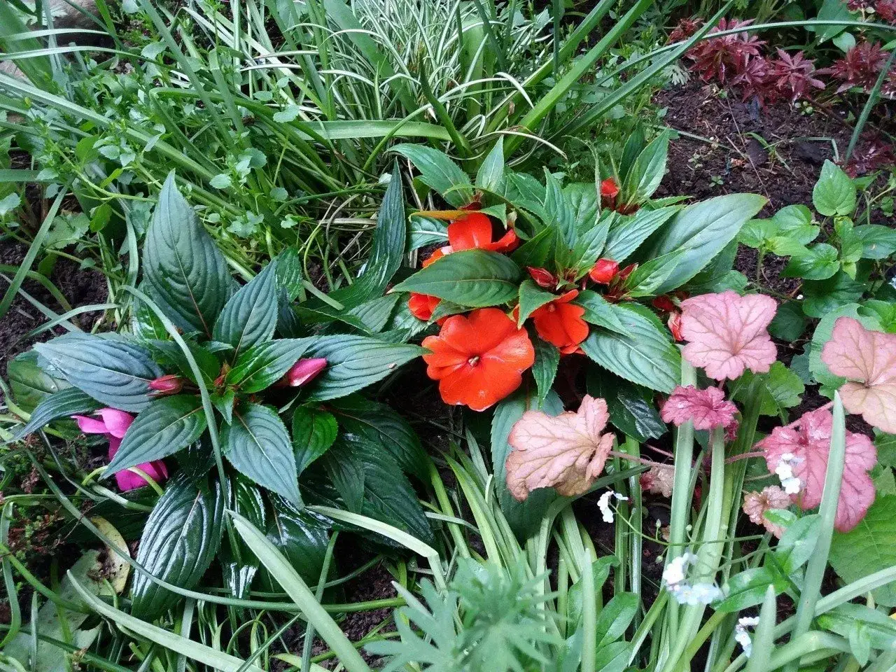 Cień pod choinką? Co posadzić, by rabata zachwycała!