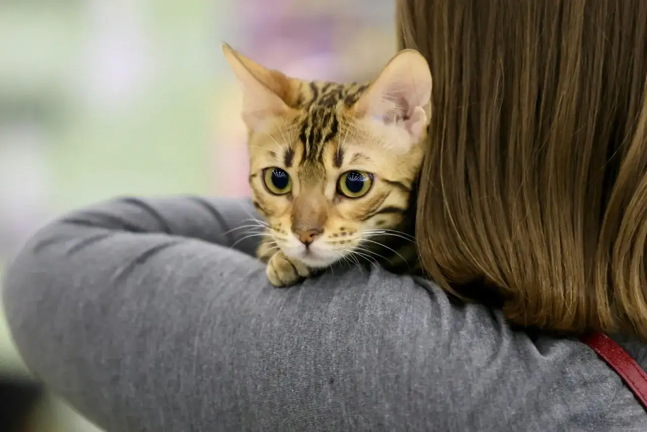 Uroczy kot bengalski z wielkimi oczami wtula się w ramię osoby. To jego fiv u kota.