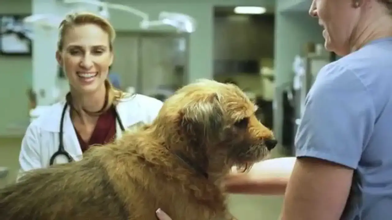 Jak prawidłowo stosować krople Vectra dla psa - uniknij błędów w aplikacji