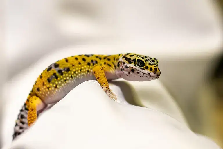 Czym żywią się gekony? Kluczowe informacje o ich diecie i potrzebach