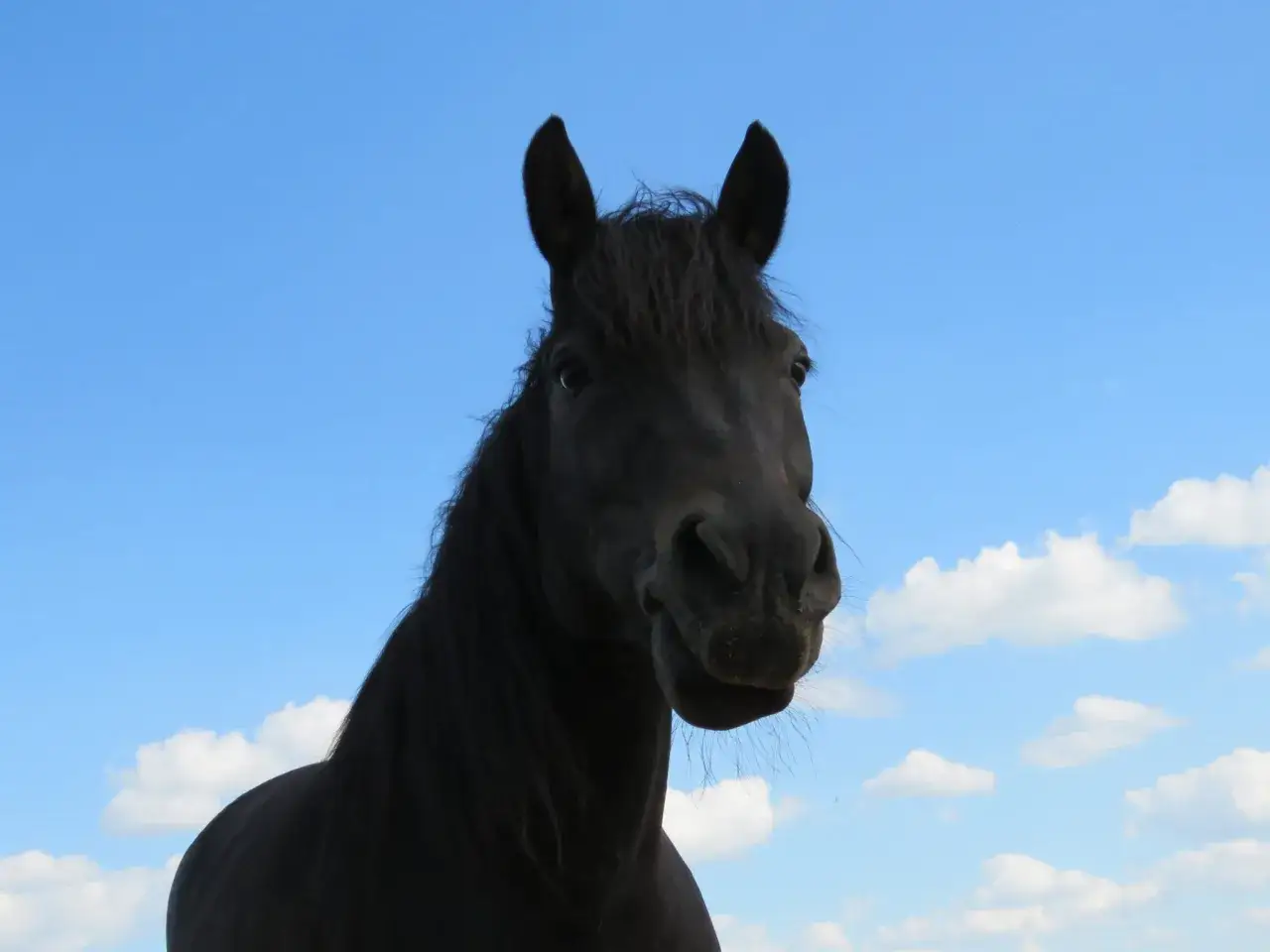 Gdzie koń ma kolano? Zaskakująca prawda o budowie kończyn.