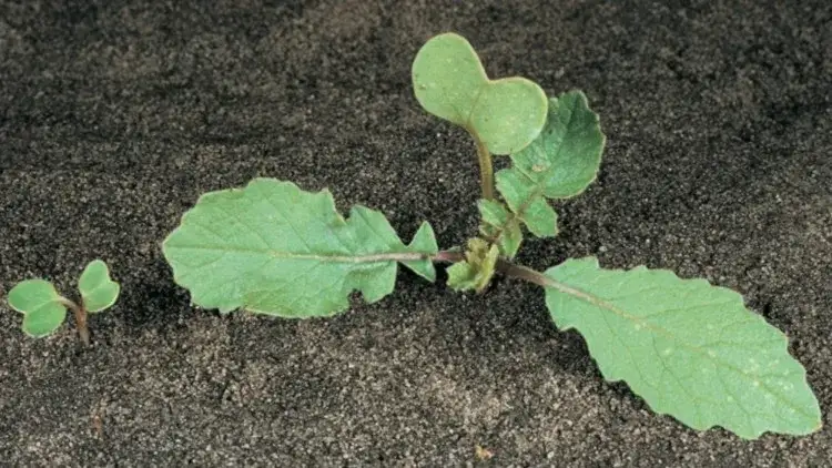 Rzodkiew świrzepa: Jak rozpoznać i skutecznie zwalczyć chwast?