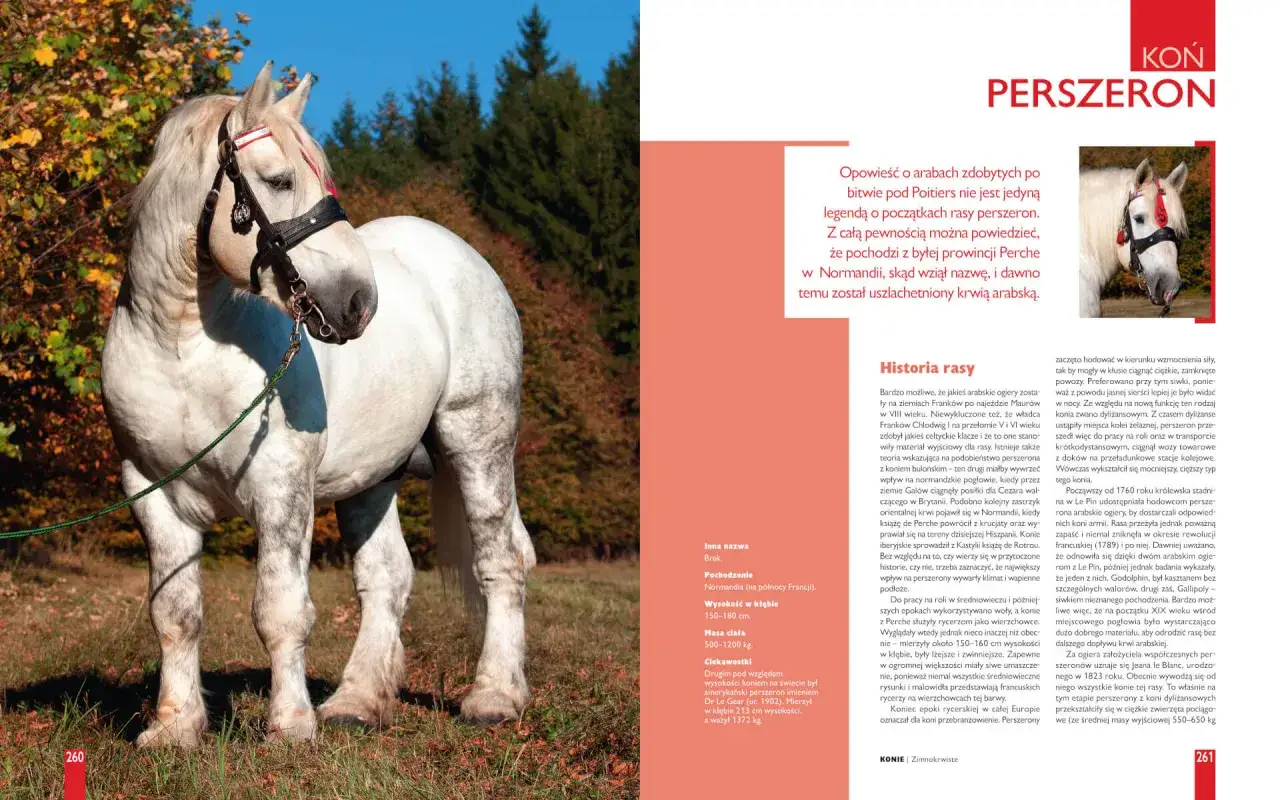 Co oznacza znać się jak łyse konie? Poznaj znaczenie i pochodzenie