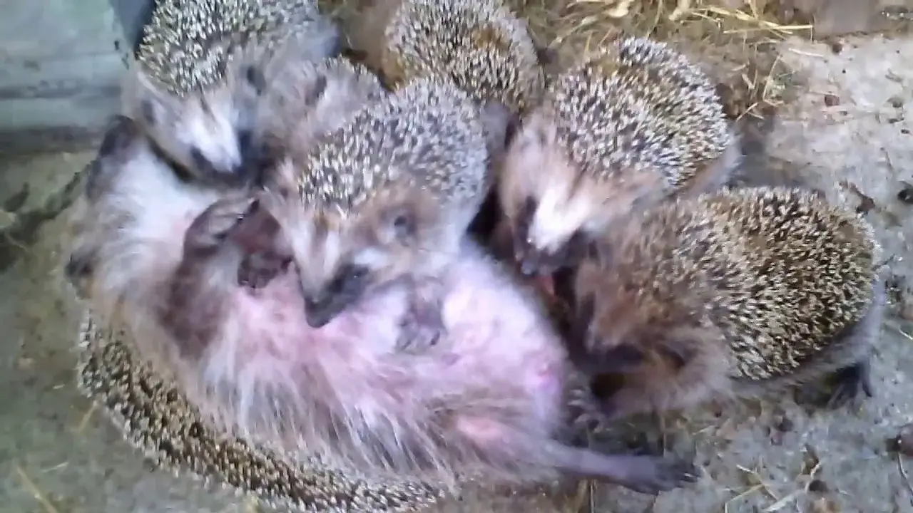 Jak jeże się rozmnażają - fascynujący proces i opieka nad młodymi