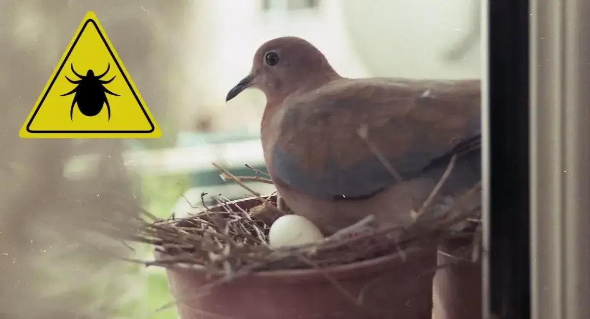 Skuteczne sposoby na pozbycie się obrzeżka gołębiego w domu
