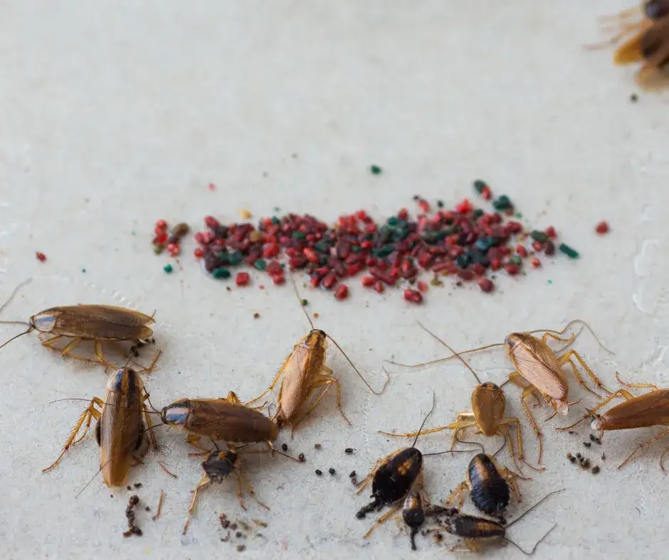 Jak rozmnażają się prusaki i co to oznacza dla zwalczania szkodników?