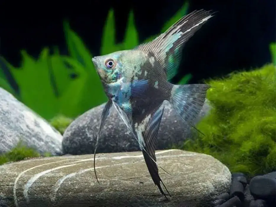 Gdzie kupić skalary altumy – najlepsze miejsca i porady na zakupy