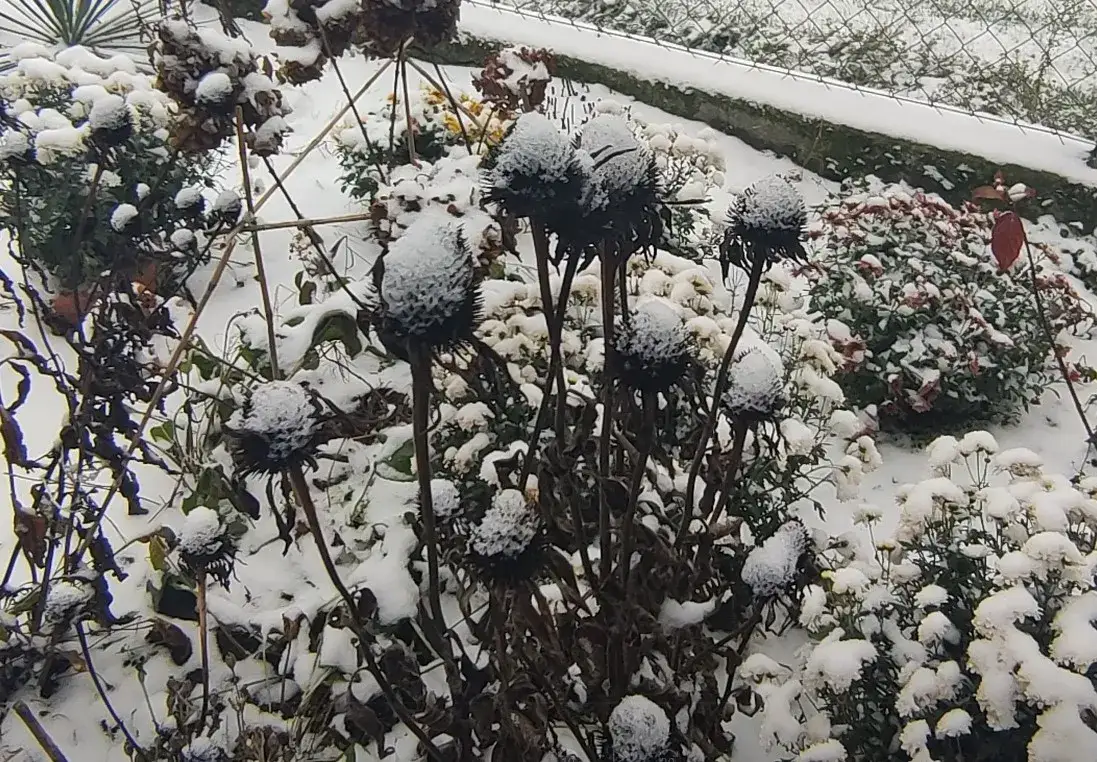 Jak przycinać jeżówki na zimę, aby zapewnić im zdrowy wzrost