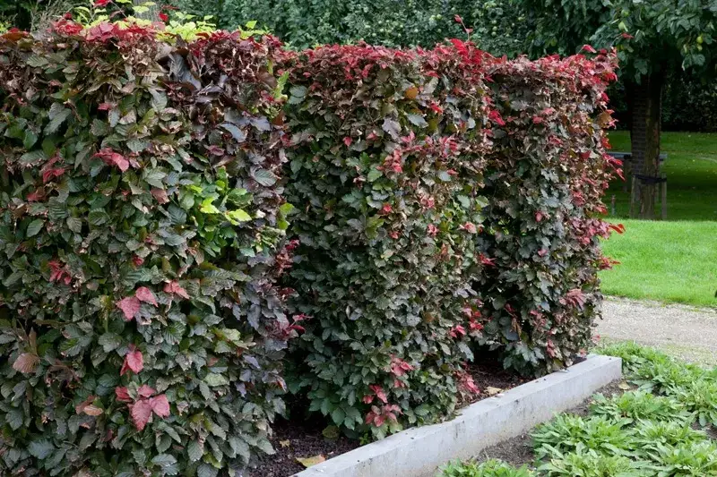 Alternatywy dla tui przy ogrodzeniu – piękne rośliny na żywopłot