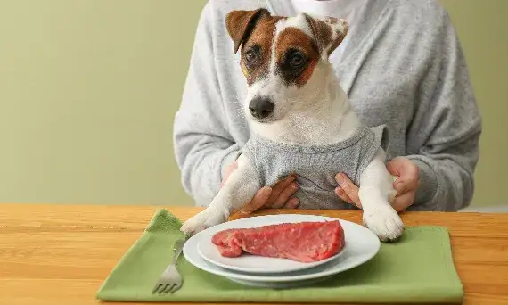Czy pies może jeść surowe mięso: praktyczne porady i wskazówki dla opiekuna