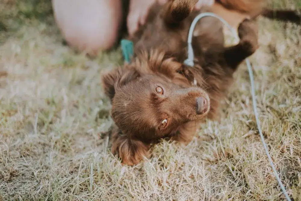 Mam psa i co teraz hotel? Sprawdź, co oferuje hotel w Poznaniu