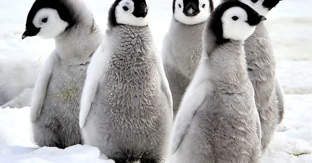 Jak pingwiny się rozmnażają? Zaskakujące fakty o ich lęgach