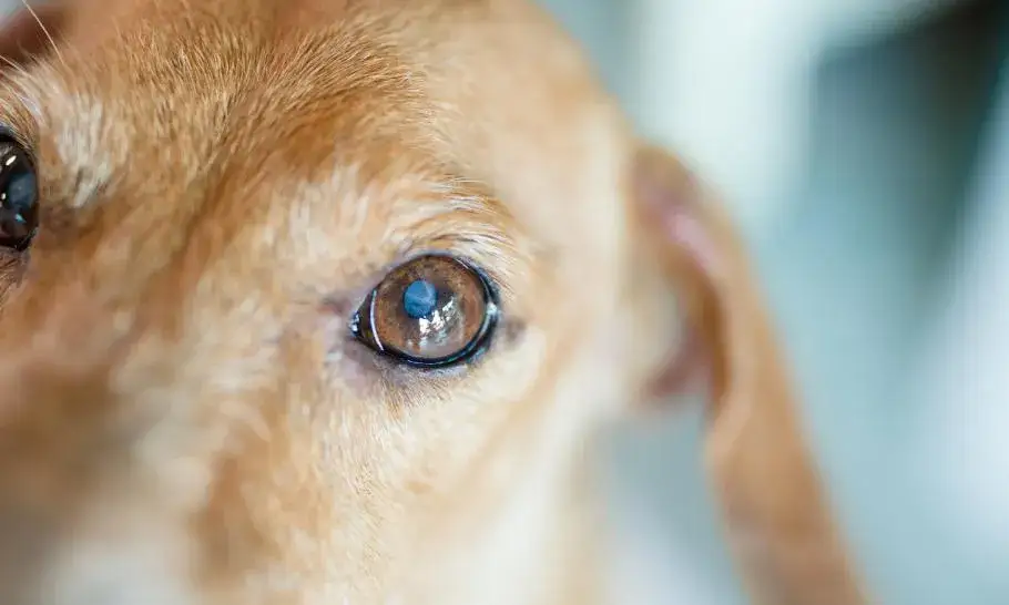 Jak widzi pies z zaćmą? Zrozumienie wpływu na jego wzrok