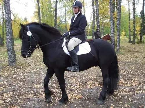 Robert Miller jeździectwo naturalne bez tajemnic - zmień swoje podejście do koni